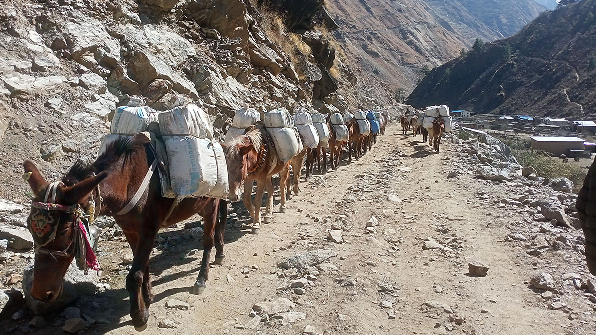 सामान ढुवानीमा खच्चड प्रयोग