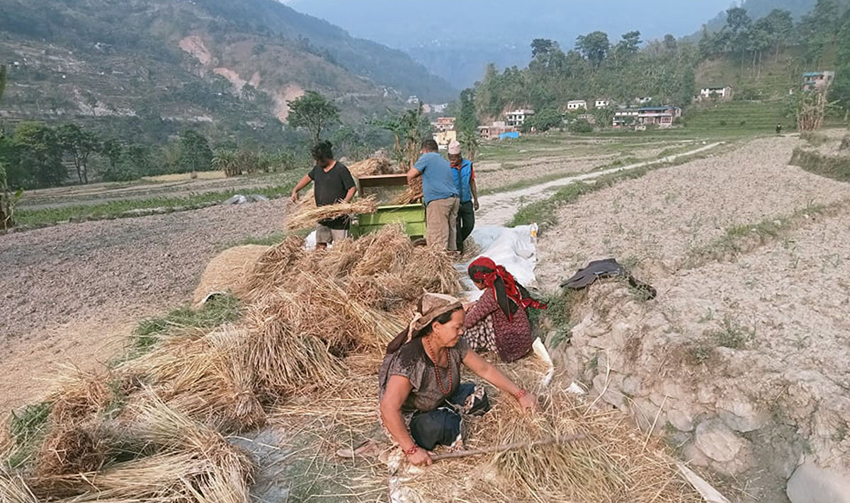 गहुँ भित्र्याउने चटारोमा म्याग्दीका किसान