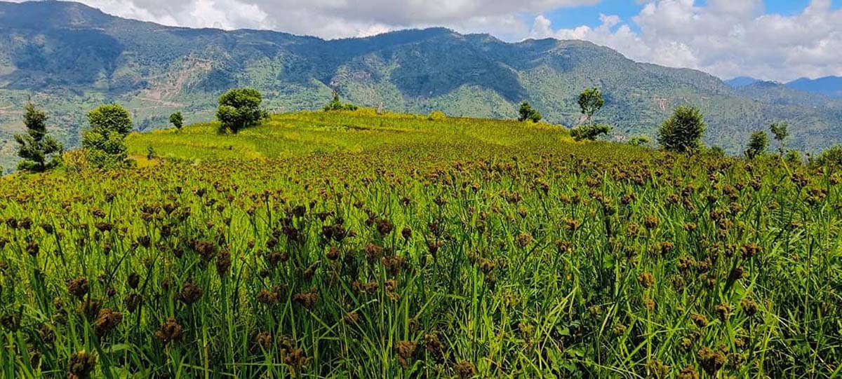 जाजरकाेटकाे घाेडेछालमा लगाइएकाे कोदोबाली