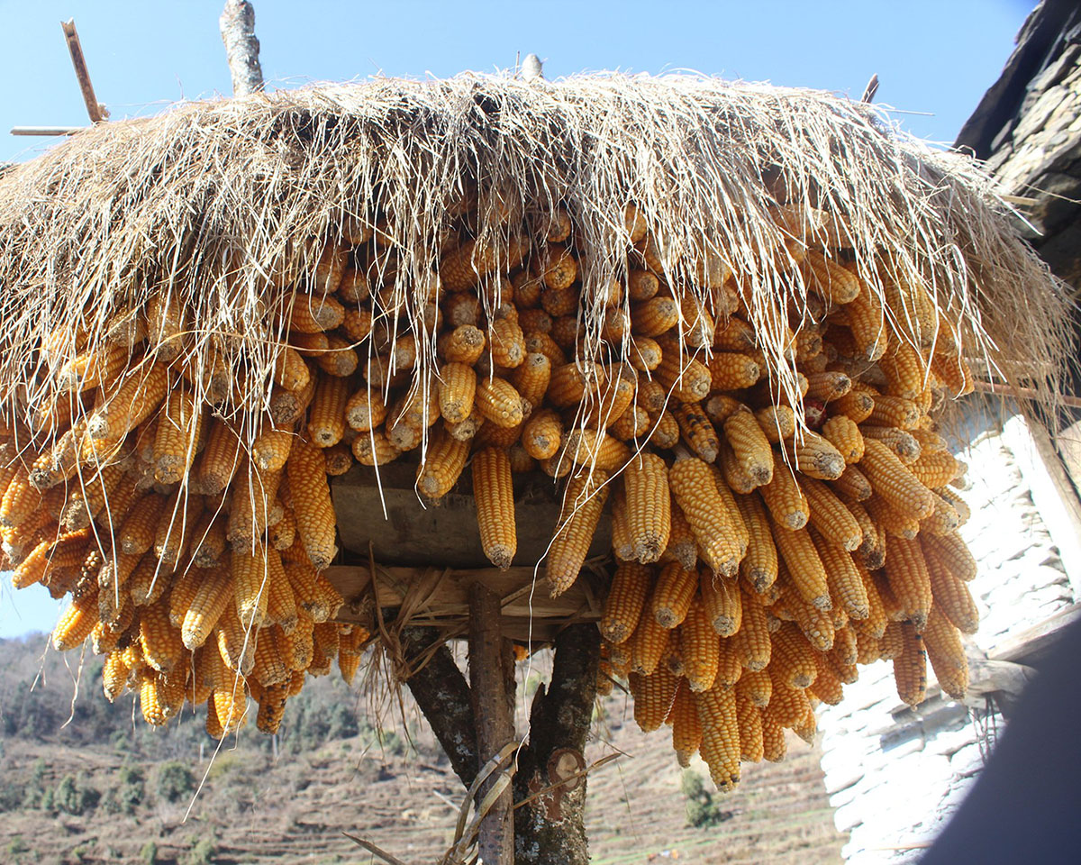 थाँक्रामा मकै