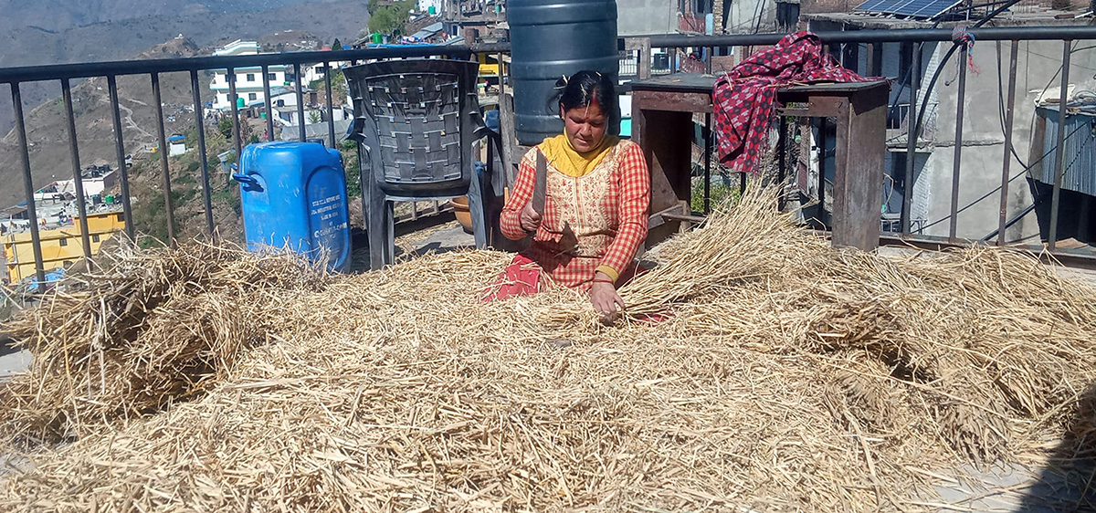 च्याउ उत्पादनका लागि पराल काट्दै कालिकाेटकी एक महिला