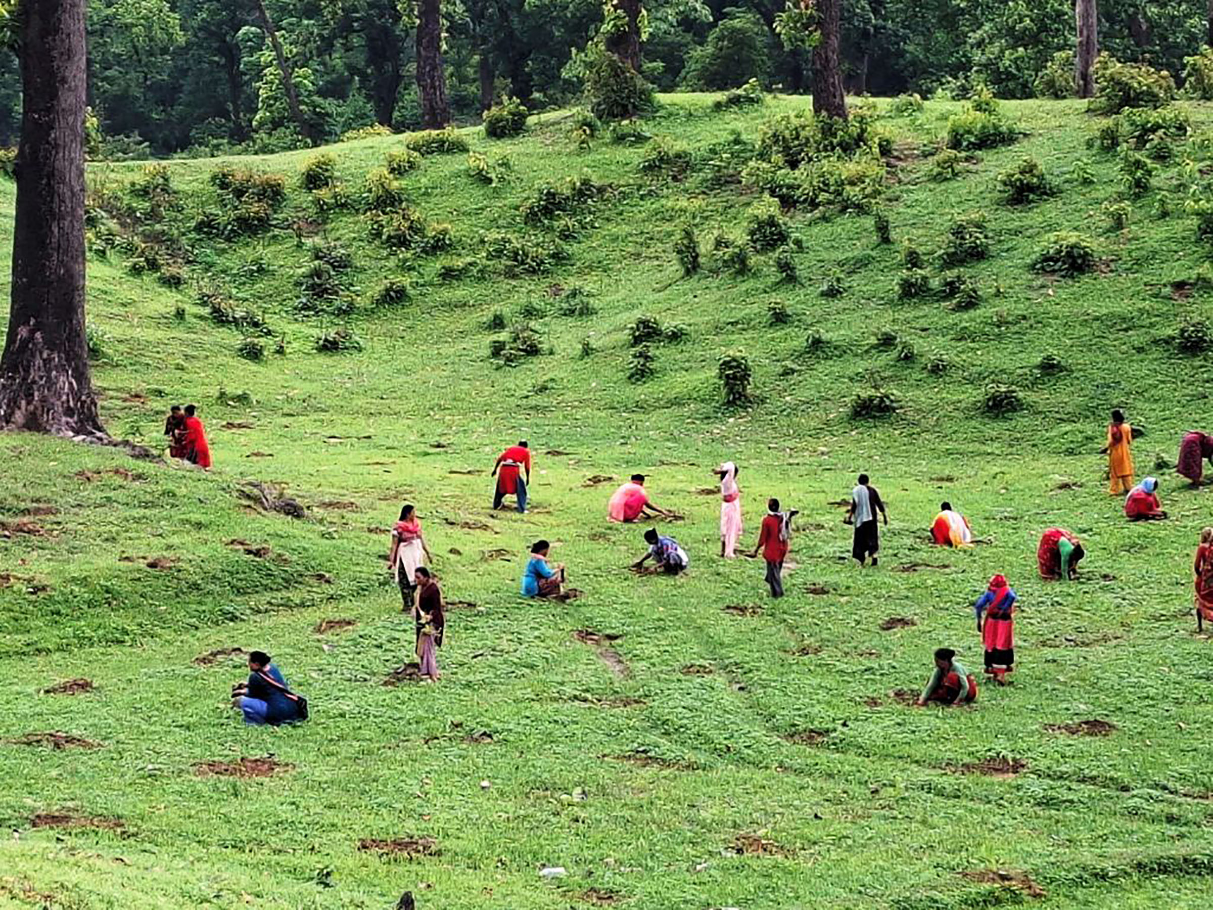 वृक्षरोपण