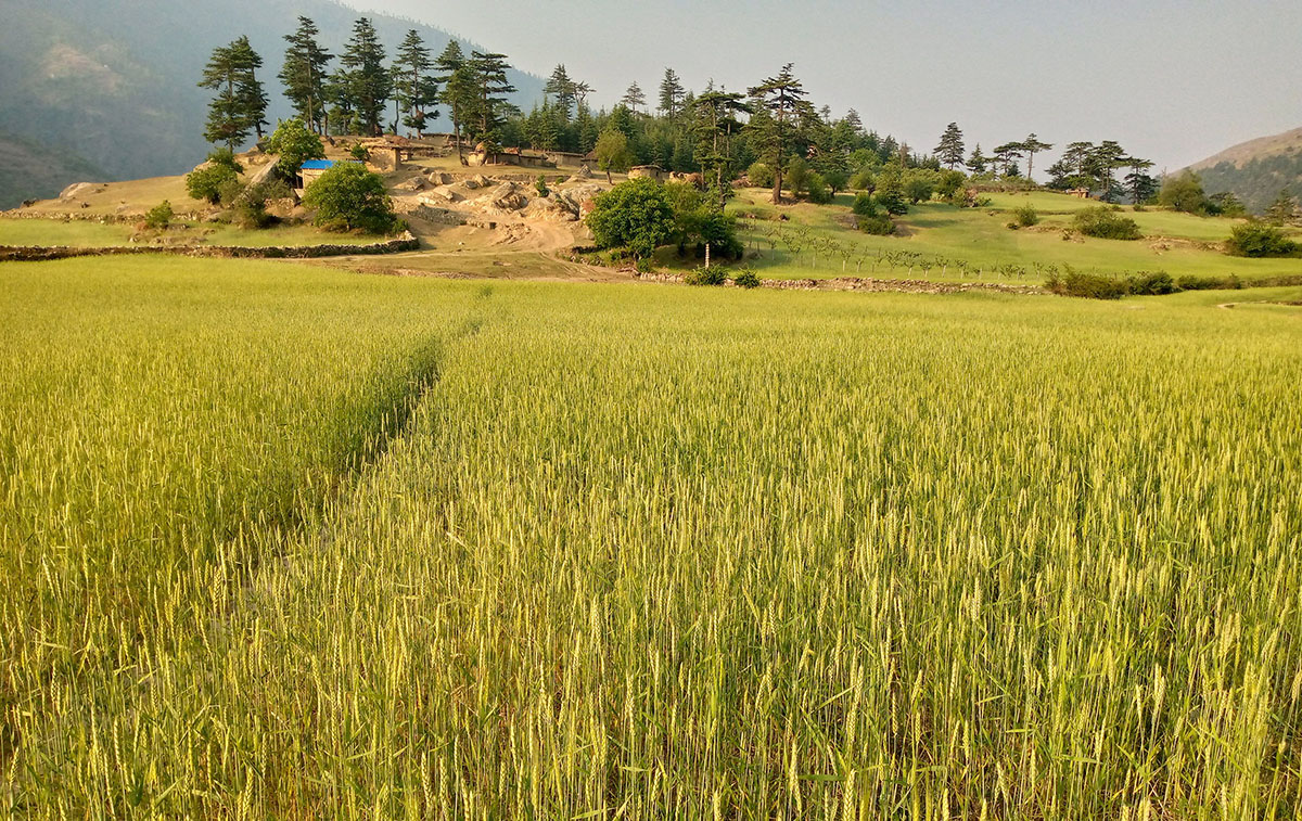 जुम्लामा लहराउँदै गहुँखेती