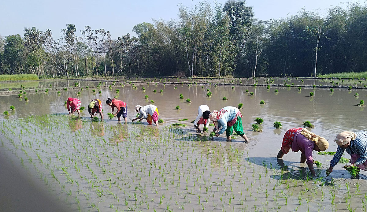 धान रोपाँइमा व्यस्त झापाका किसान