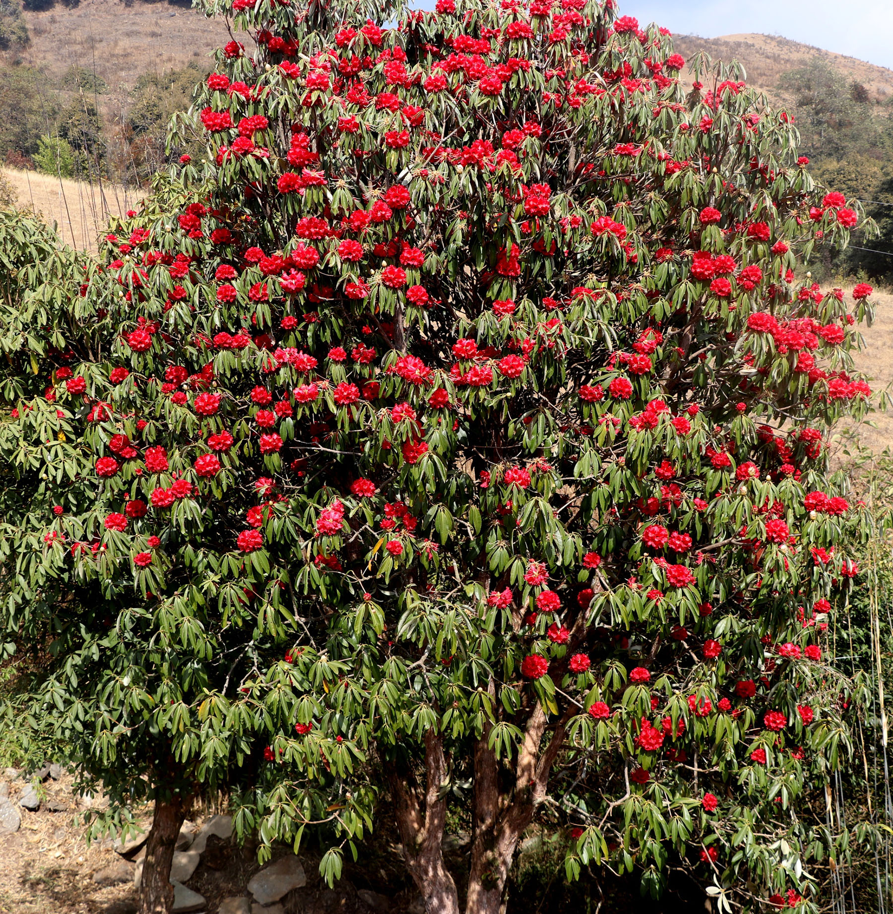 लालीगुराँस