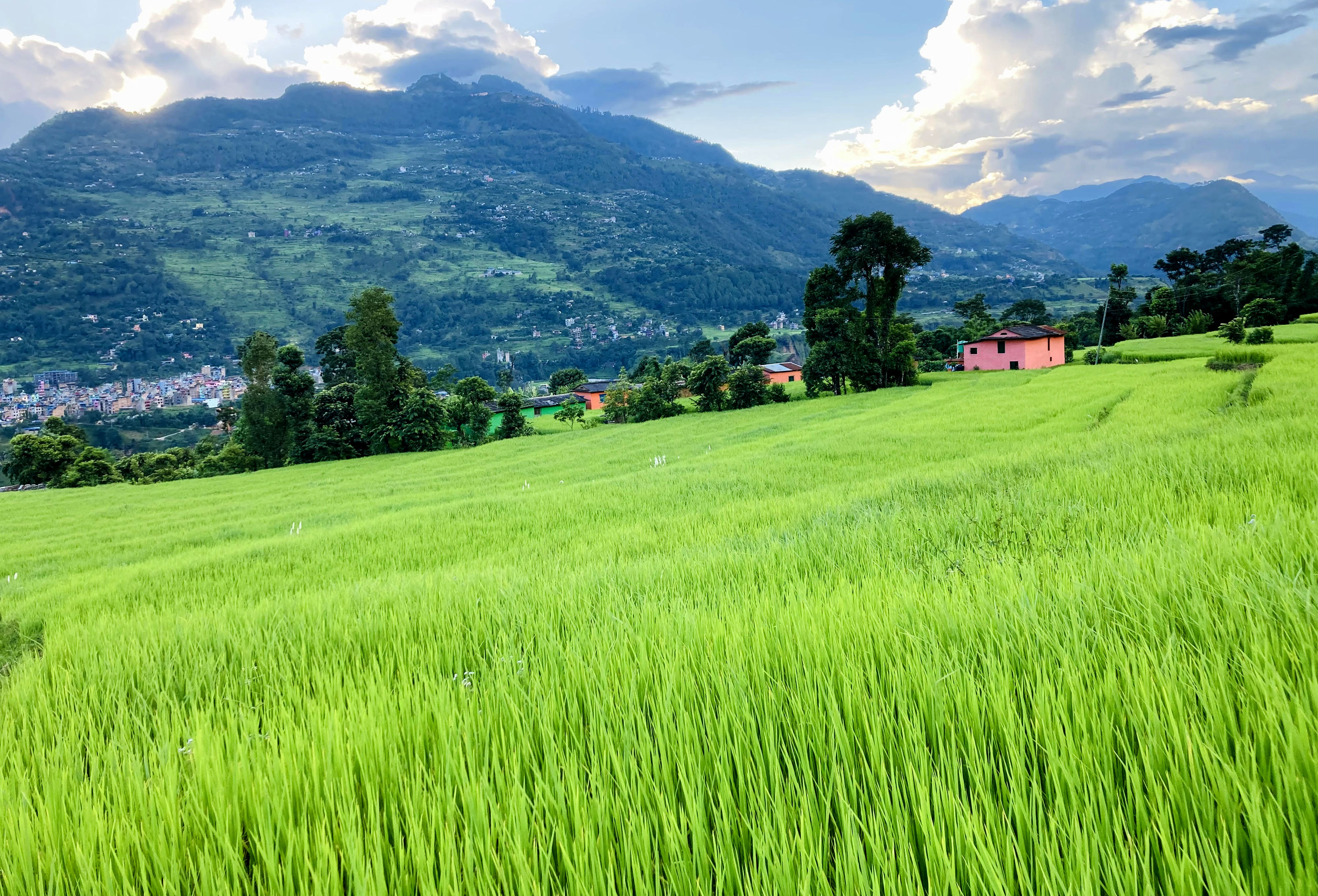 जलजलाको धान फाँट