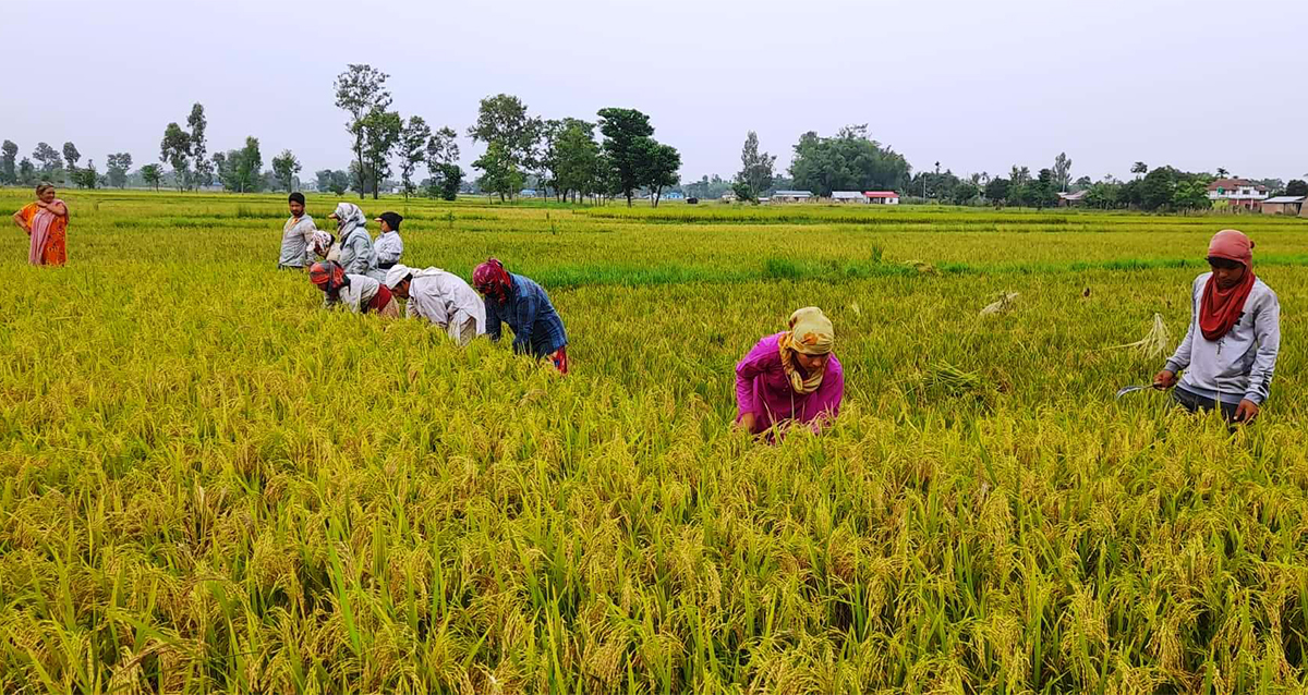 चैते धान काट्दै झापाका किसान