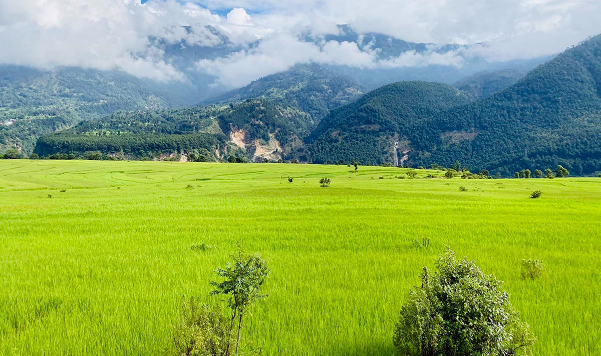 बागलुङको दम्का फाँटमा लगाएकाे धानबाली