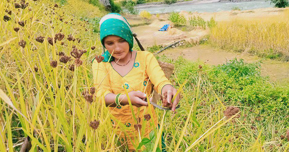 हुम्लाकाे खार्पुनाथमा कोदो टिप्दै युवती