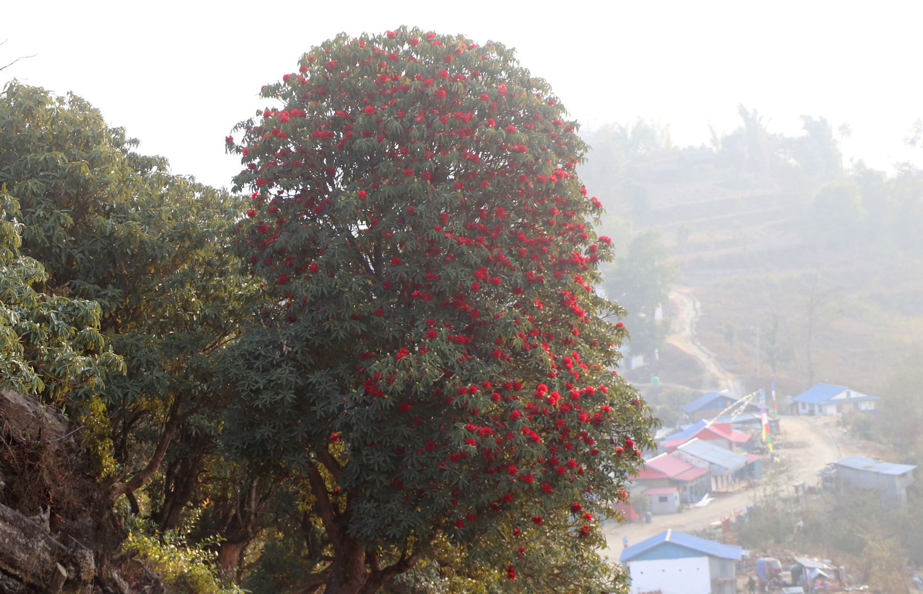 लालीगुराँस