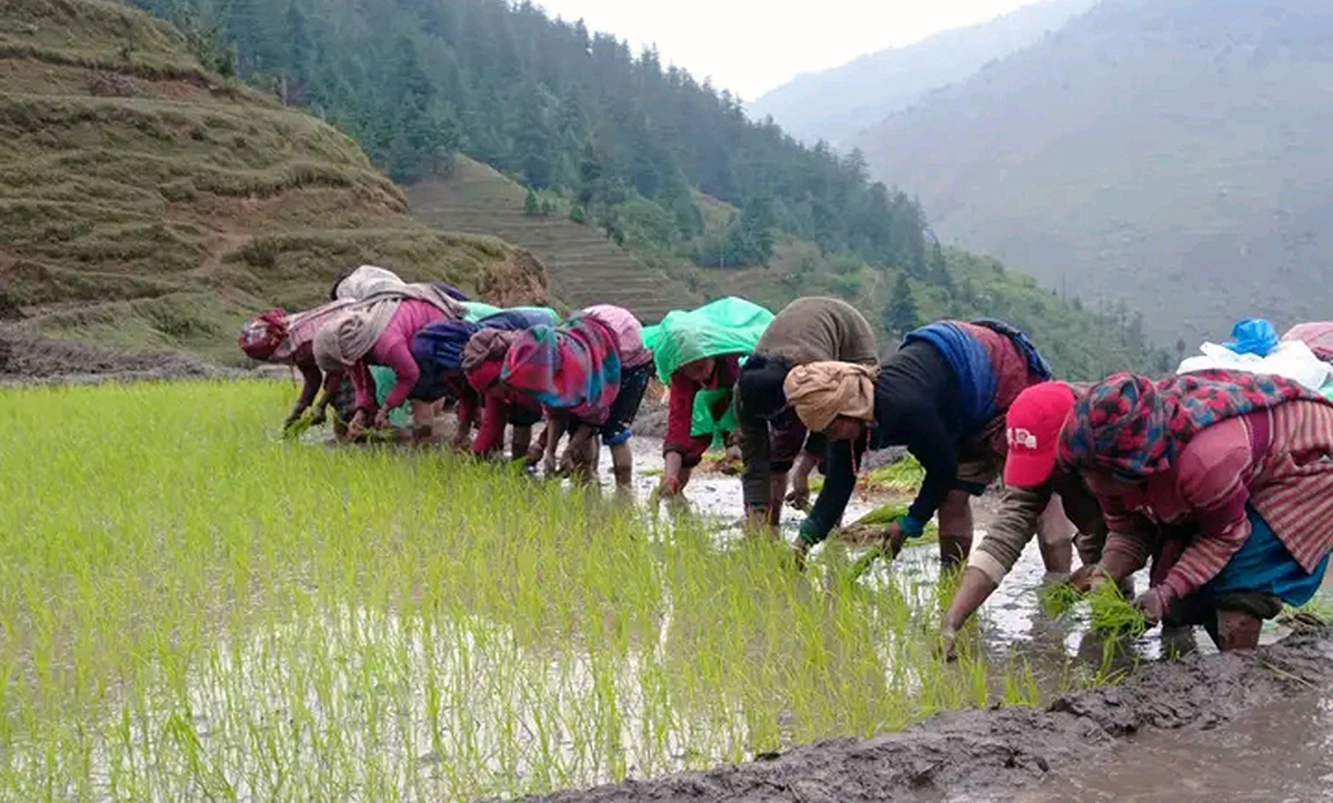 किसानलाई मार्सीधान रोप्न चटारो