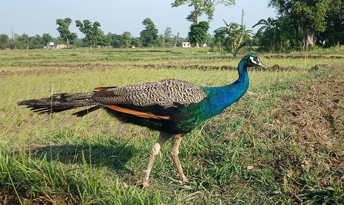 किसानकाे खेतमा चर्दै मयूर