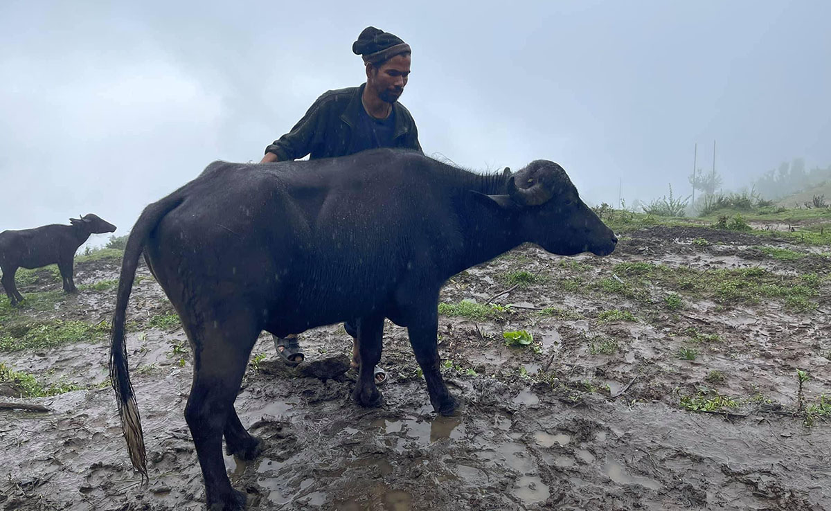 भैँसीपालन समूहलाई ५० हजारकाे बिजारी राँगो