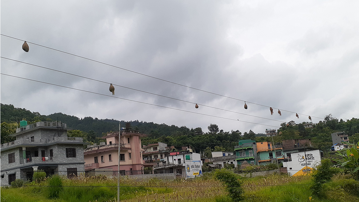 बिजुलीकाे तारमा तोप चराले बनाएकोे गुँड