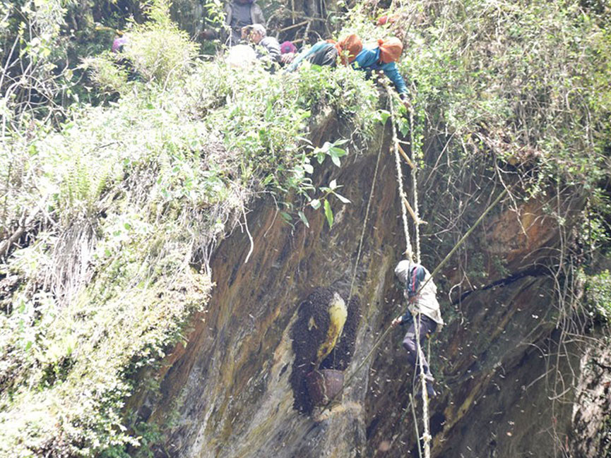 झाम्रेबासकाे भीरमा मह शिकार गरिँदै