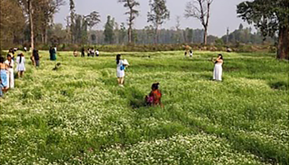 मोरङको बेलबारीमा बृहत क्यामोमाइल खेती शुरू, टिकटक बनाउनेकाे भीडले ३० लाख बराबरकाे क्षति