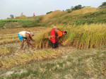 तिहार र छठ सकिएसँगै किसान धान काट्न व्यस्त