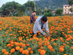 पाल्पामा सयपत्री फूलको माग उच्च