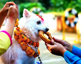 यमपञ्चककाे दाेस्राे दिन : यसकारण गरिन्छ कुकुरकाे पूजा...