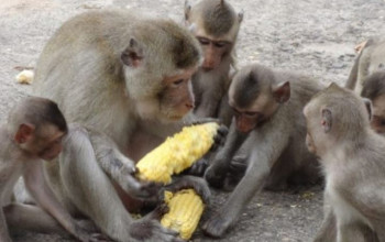  बाली जंगली जनवारलाई किसानको भागमा पशुचौपायालाई घाँस मात्रै 