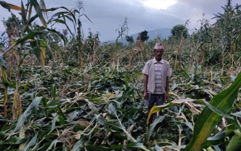 पाँचथरमा हावाहुरीले मकै सोत्राम, किसान चिन्तित