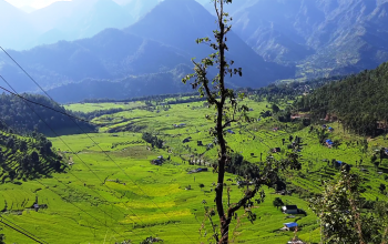 ओखलढुंगामा प्रति हेक्टर ९० केजीका दरले धान उत्पादनमा कमी