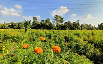 कञ्चनपुरमा पहिलो पटक ठूलो परिमाणमा पुष्प व्यवसाय शुरु