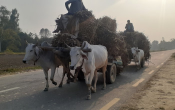 मधेश प्रदेशमा किसानहरूलाई उखु बेच्ने चटारो (फोटो फिचर)