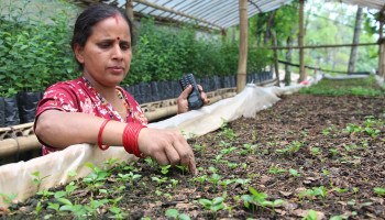 सुन्तलाको बेर्ना रेखदेखमा महिला