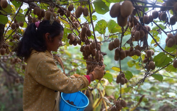 भोजपुरका किसानमा किवी खेतीकाे आकर्षण (भिडियाे रिपाेर्ट)