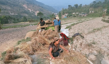 गहुँ भित्र्याउने चटारोमा म्याग्दीका किसान