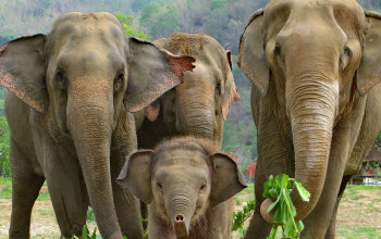 कञ्चनपुरमा जङ्गली हात्तीको त्रास : जीउधनको सुरक्षाका लागि भौतारिँदै शिविरका बासिन्दा