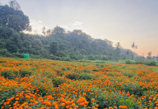 सयपत्री फूलखेतीकाे ‘हब’ बन्दै तनहुँ