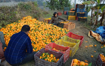 बजार पठाउने तयारीमा भोर्लेनीका सुन्तला