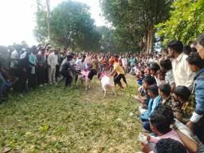 गुरुवागाउँ मेलामा भेडा जुधाइको रौनक