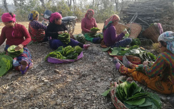 सालकाे पात टपरी गाँसेर...