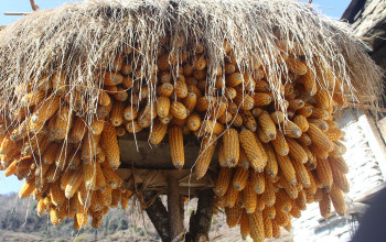 मकै पकेट क्षेत्रमै उत्पादनमा गिरावट, किसान मारमा