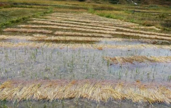 मार्सी धान फल्ने जुम्लाको फाँट बगरमा परिणत, मार्सीको बिउ नै मासिने जोखिम