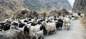 गर्मी लाग्न थालेपछि भेडाच्याङ्ग्रालाई लेकतिर लैजाँदै  