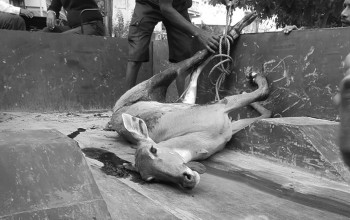 गाडीको ठक्करबाट निलगाईको मृत्यु