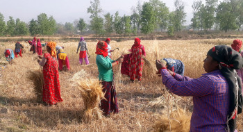 स्वर्गद्वारी आश्रममा लगाइएकाे 'जाै' स्याहार्दै कामदार (फाेटाेफिचर)