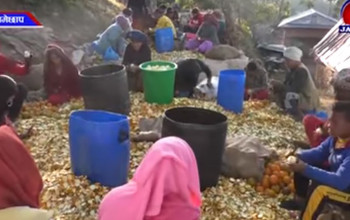 रामेछापमा जुनार जुस उद्योग सञ्चालनमा, स्थानीयले पाए गाउँमै रोजगारी