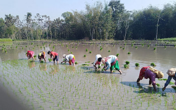 धान रोपाँइमा व्यस्त झापाका किसान