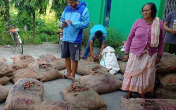 दमककाे शीत भण्डारमा राखेको आलुको बीउ कुहियो, सहकारीले ५० प्रतिसत क्षतिपूर्ति दिने