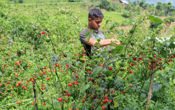 भाेजपुरकाे अकबरे खुर्सानी टिप्दै एक युवा