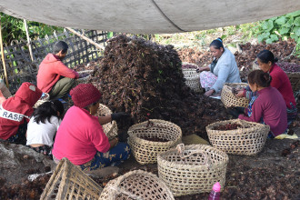 ताप्लेजुङका किसानलाई अलैँची थन्क्याउन भ्याइनभ्याइ