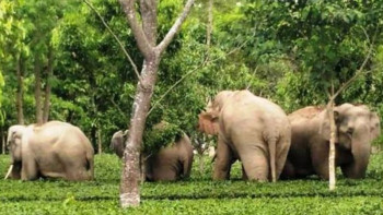 जंगली जनावरको आक्रमणबाट ९ महिनामा ९ जनाको मृत्यु