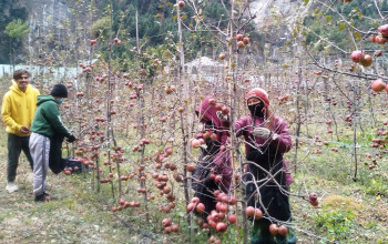 मनाङमा स्याउ उत्पादन १० प्रतिशतले बढ्यो