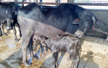 उद्यमीकाे कथा : खाडीबाट फर्केर गाउँमा भैँसीपालन, मासिक चार लाख आम्दानी