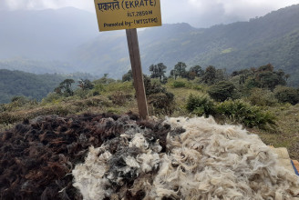 ऊन बिक्री नहुँदा भेडापालक किसान चिन्तामा